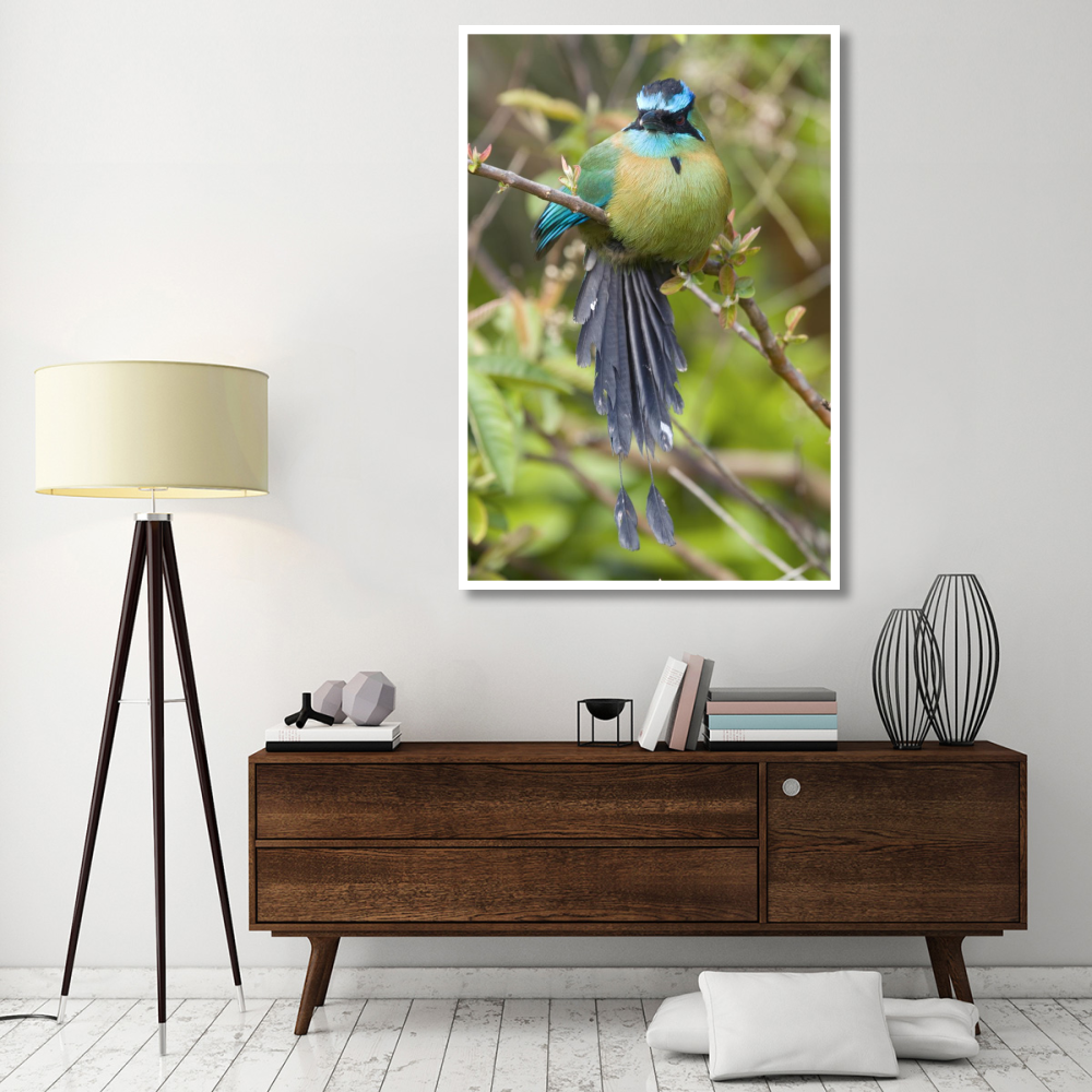 Blue-crowned Motmot, Costa Rica-Paper Art-42&quotx62"