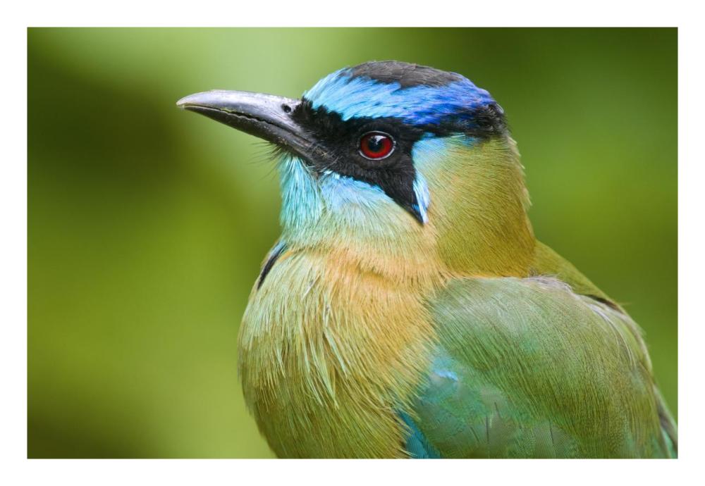 Blue-crowned Motmot, Costa Rica-Paper Art-26"x18"