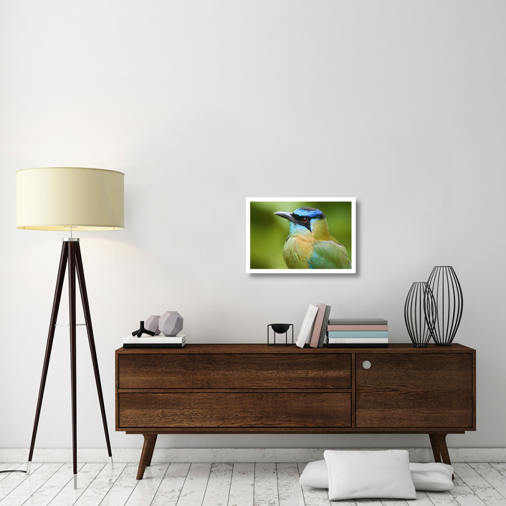 Blue-crowned Motmot, Costa Rica-Paper Art-26&quotx18"