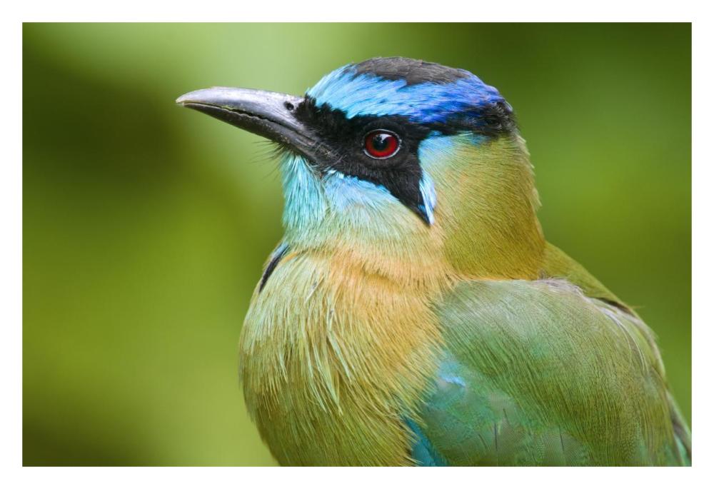 Blue-crowned Motmot, Costa Rica-Paper Art-32"x22"