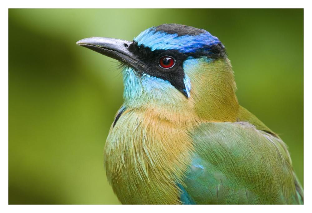 Blue-crowned Motmot, Costa Rica-Paper Art-38"x26"