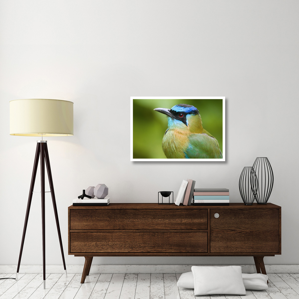 Blue-crowned Motmot, Costa Rica-Paper Art-38&quotx26"