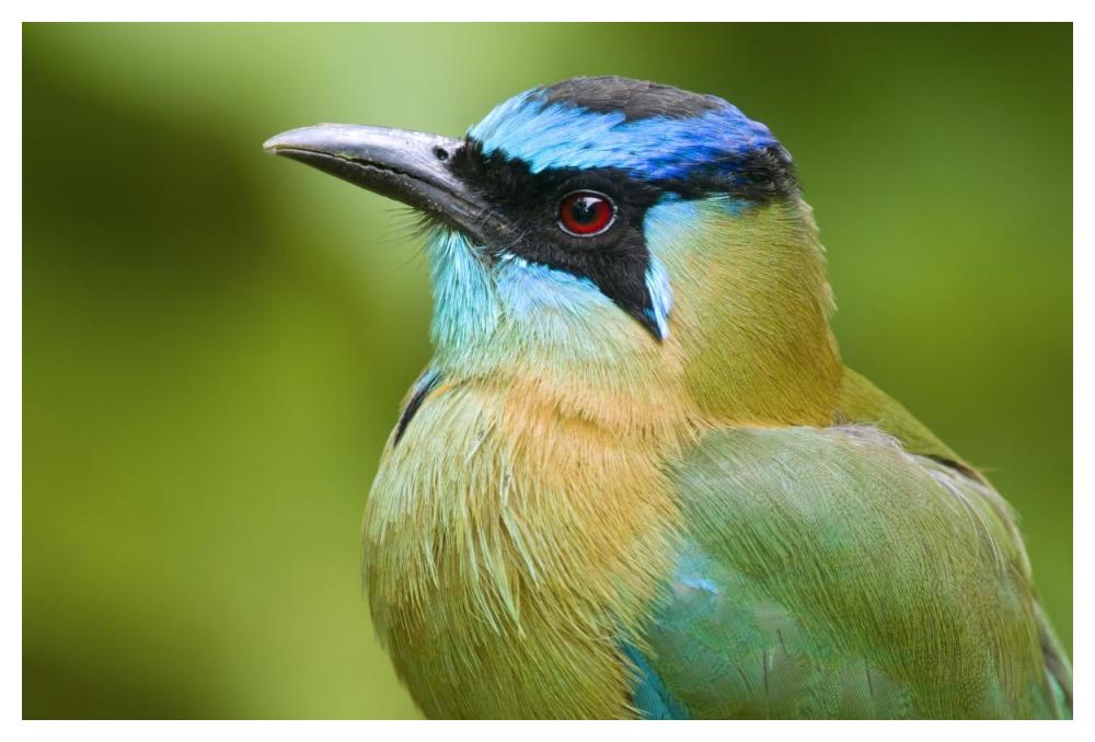 Blue-crowned Motmot, Costa Rica-Paper Art-50"x34"