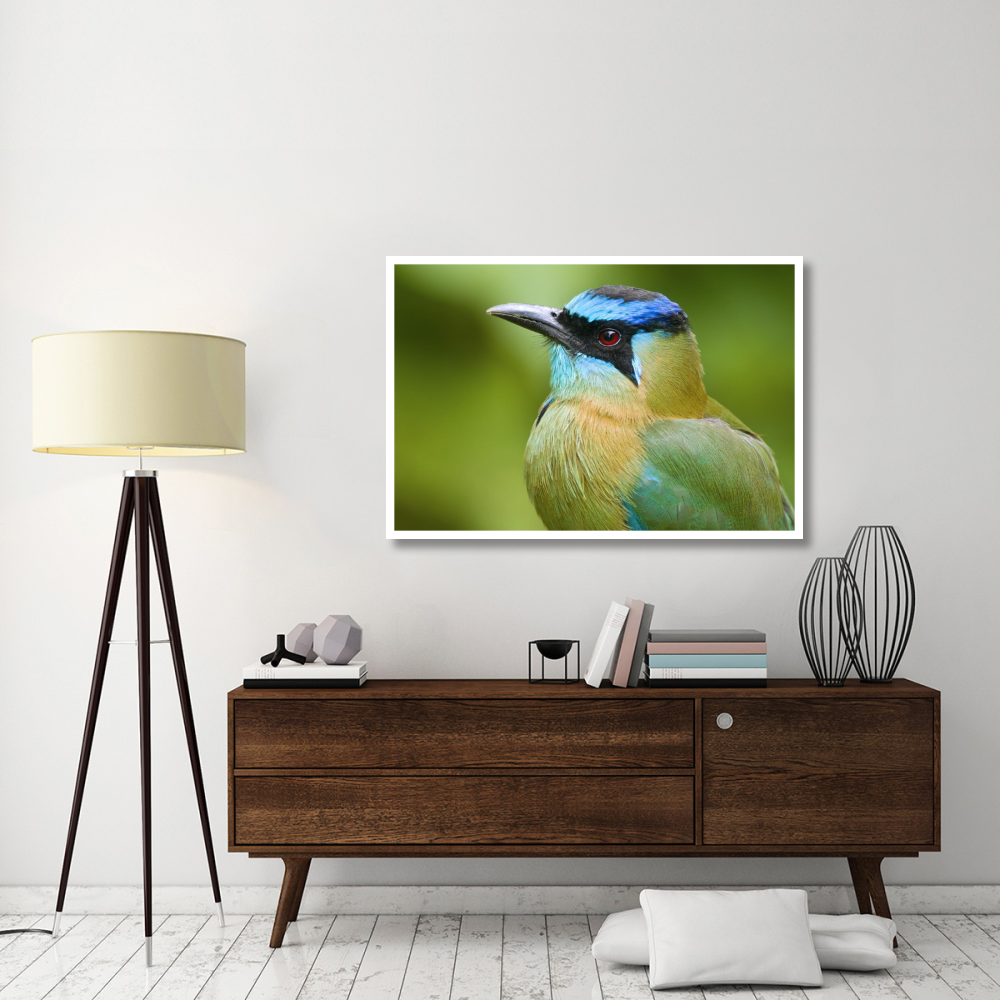 Blue-crowned Motmot, Costa Rica-Paper Art-50&quotx34"