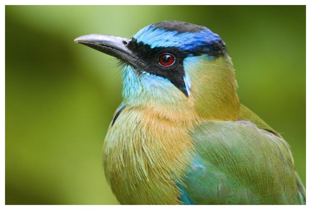 Blue-crowned Motmot, Costa Rica-Paper Art-62"x42"