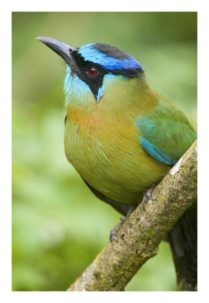 Blue-crowned Motmot, Costa Rica-Paper Art-18"x26"