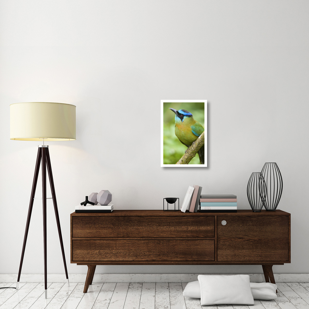 Blue-crowned Motmot, Costa Rica-Paper Art-18&quotx26"