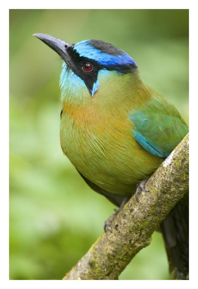 Blue-crowned Motmot, Costa Rica-Paper Art-22"x32"