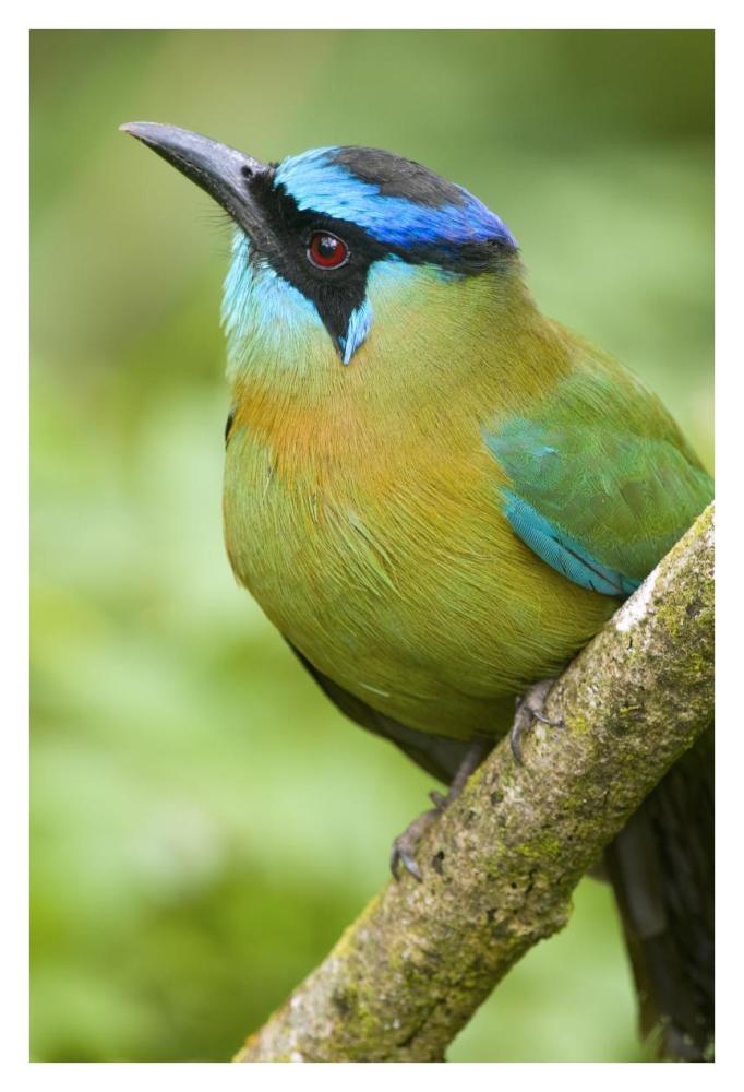 Blue-crowned Motmot, Costa Rica-Paper Art-26"x38"