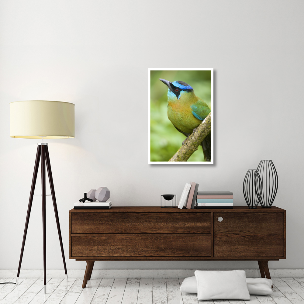 Blue-crowned Motmot, Costa Rica-Paper Art-26&quotx38"