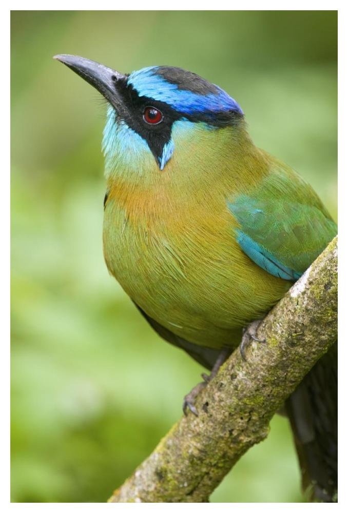 Blue-crowned Motmot, Costa Rica-Paper Art-34"x50"
