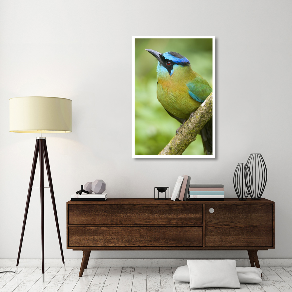 Blue-crowned Motmot, Costa Rica-Paper Art-34&quotx50"
