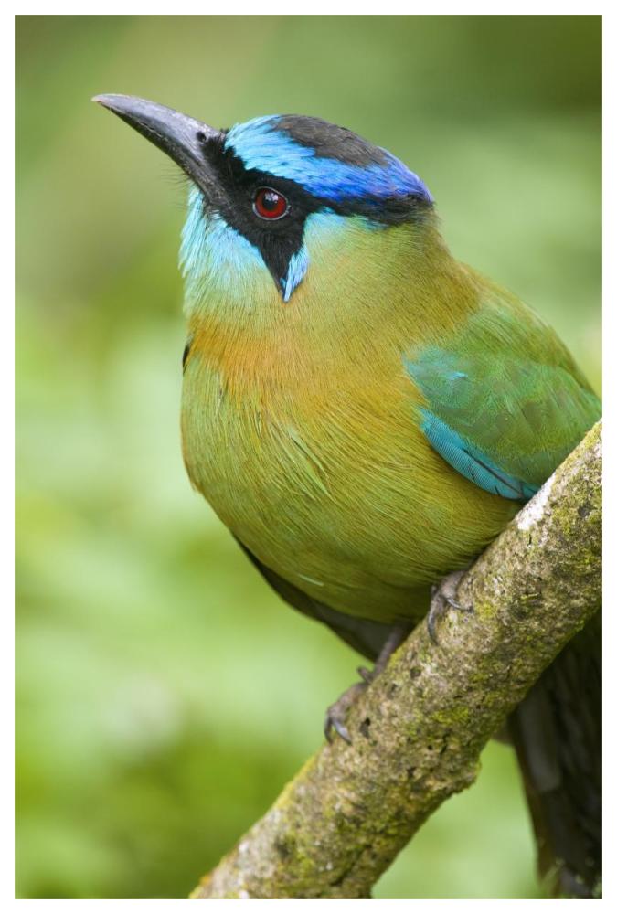 Blue-crowned Motmot, Costa Rica-Paper Art-42"x62"