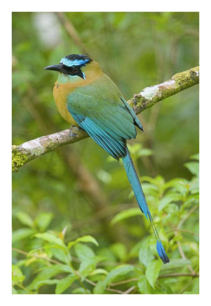 Blue-crowned Motmot, Costa Rica-Paper Art-18"x26"