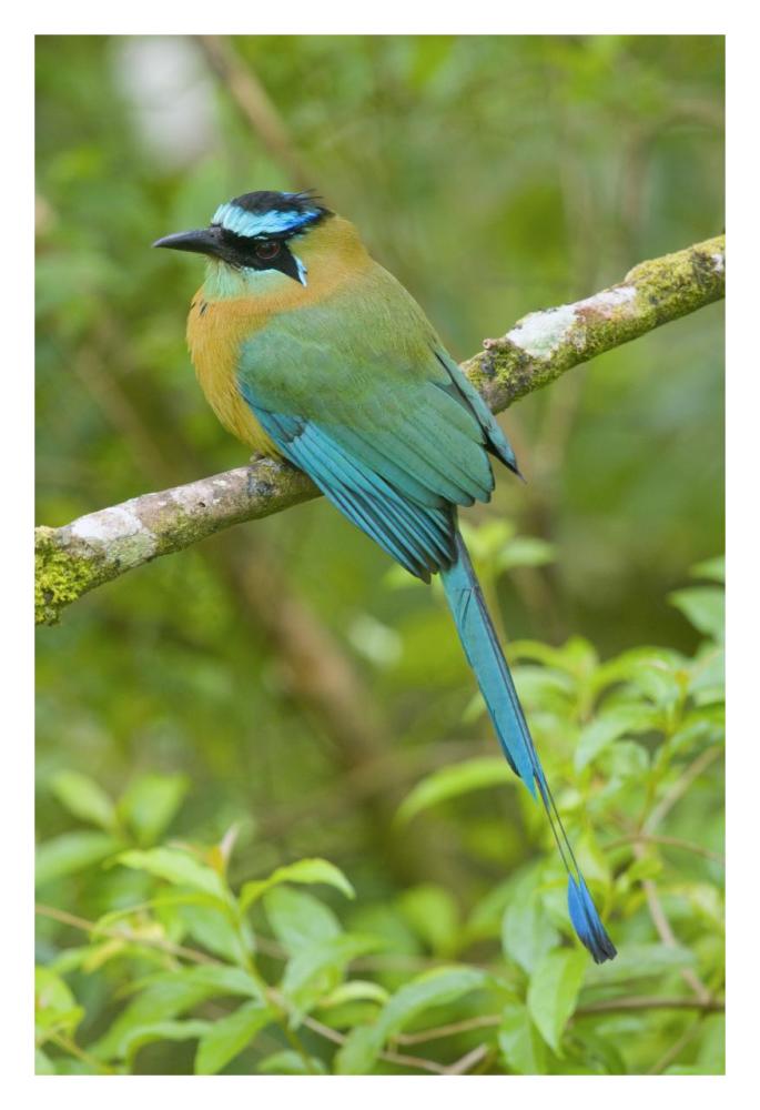 Blue-crowned Motmot, Costa Rica-Paper Art-22"x32"