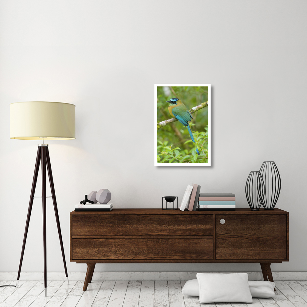 Blue-crowned Motmot, Costa Rica-Paper Art-22&quotx32"
