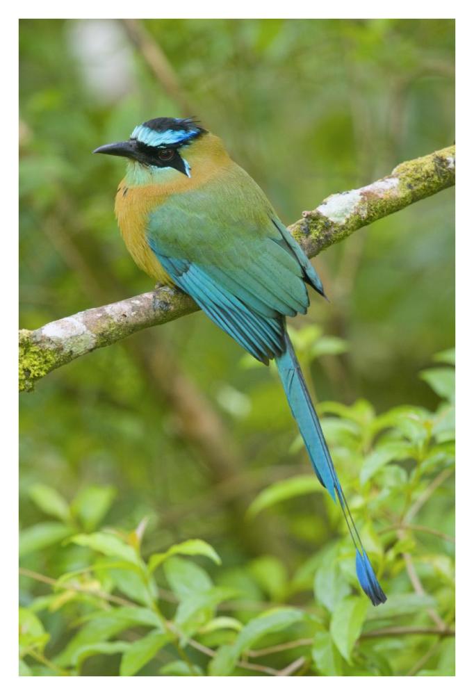 Blue-crowned Motmot, Costa Rica-Paper Art-26"x38"