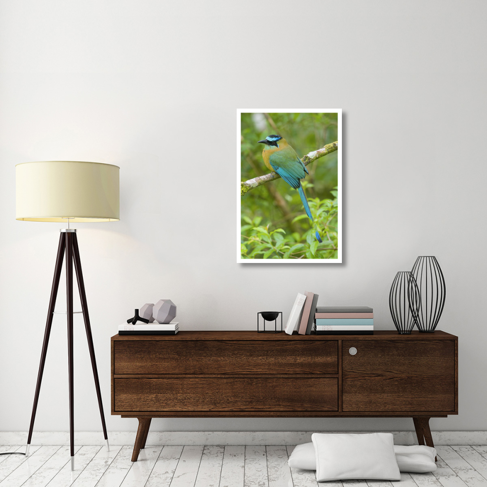 Blue-crowned Motmot, Costa Rica-Paper Art-26&quotx38"