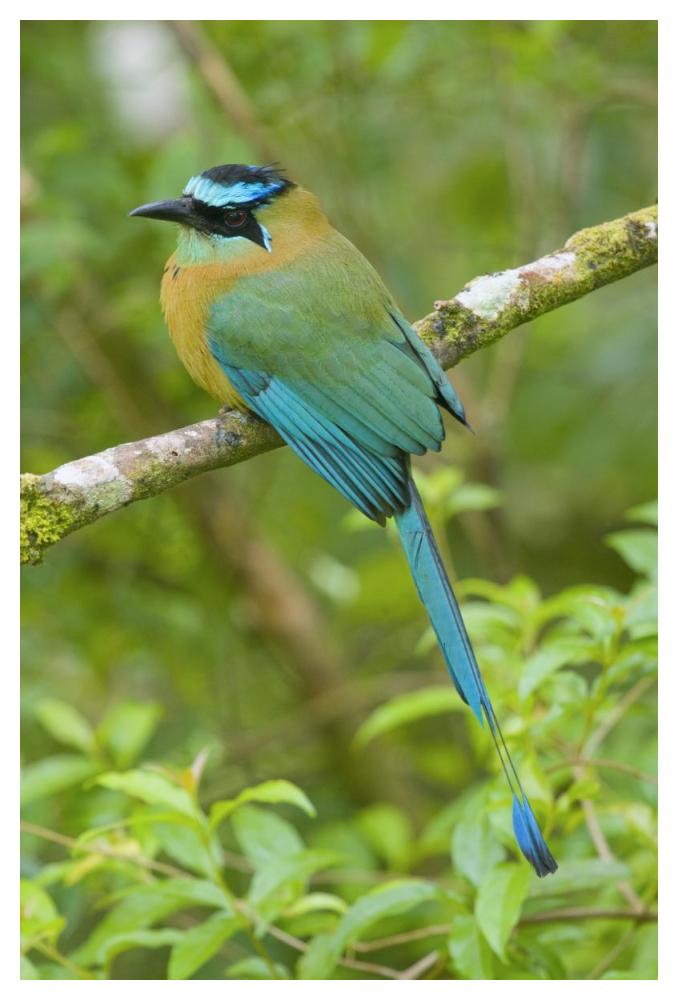 Blue-crowned Motmot, Costa Rica-Paper Art-34"x50"