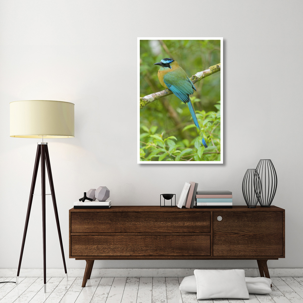 Blue-crowned Motmot, Costa Rica-Paper Art-34&quotx50"