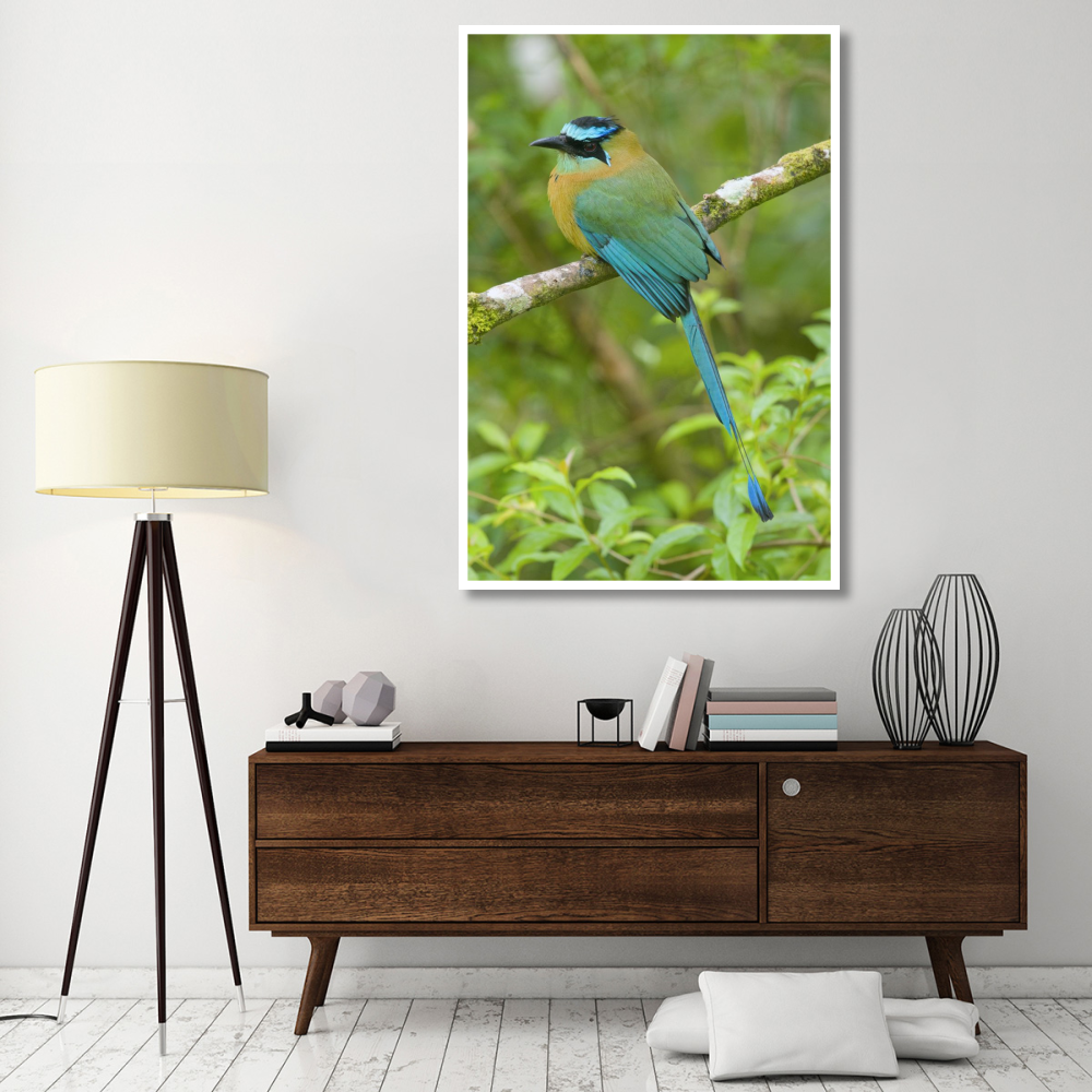Blue-crowned Motmot, Costa Rica-Paper Art-42&quotx62"