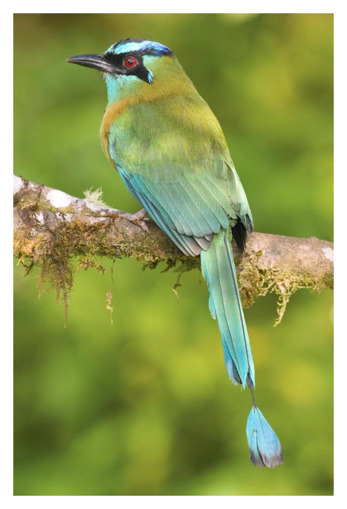 Blue-crowned Motmot, Costa Rica-Paper Art-14"x20"