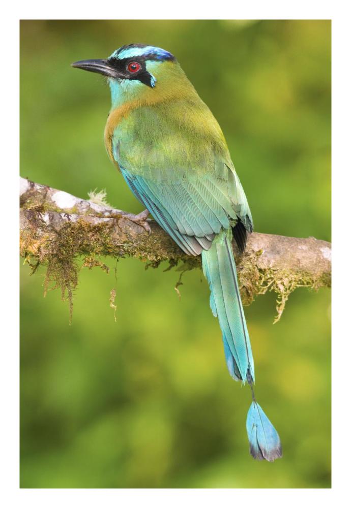 Blue-crowned Motmot, Costa Rica-Paper Art-18"x26"