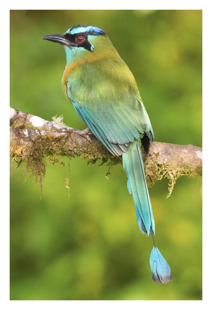 Blue-crowned Motmot, Costa Rica-Paper Art-22"x32"