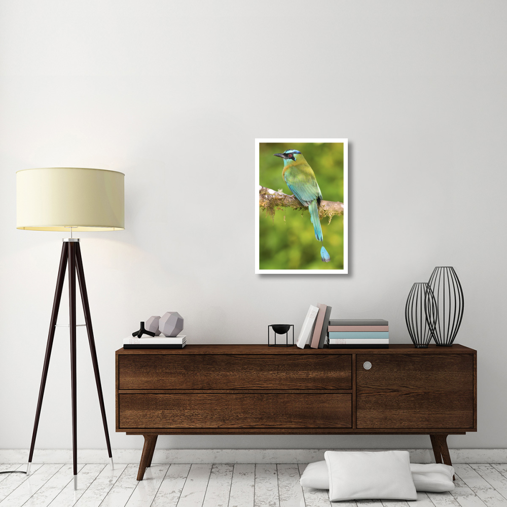 Blue-crowned Motmot, Costa Rica-Paper Art-22&quotx32"