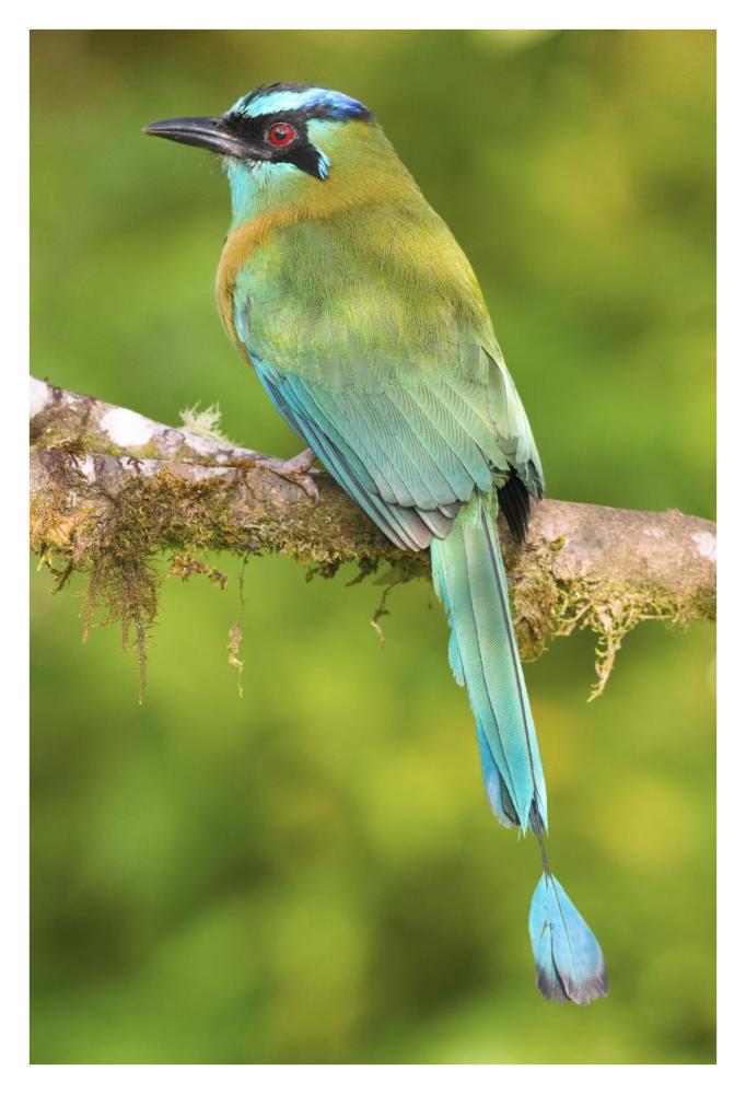 Blue-crowned Motmot, Costa Rica-Paper Art-26"x38"
