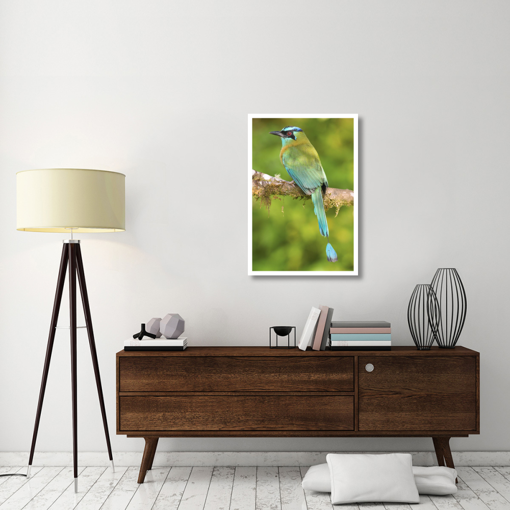 Blue-crowned Motmot, Costa Rica-Paper Art-26&quotx38"