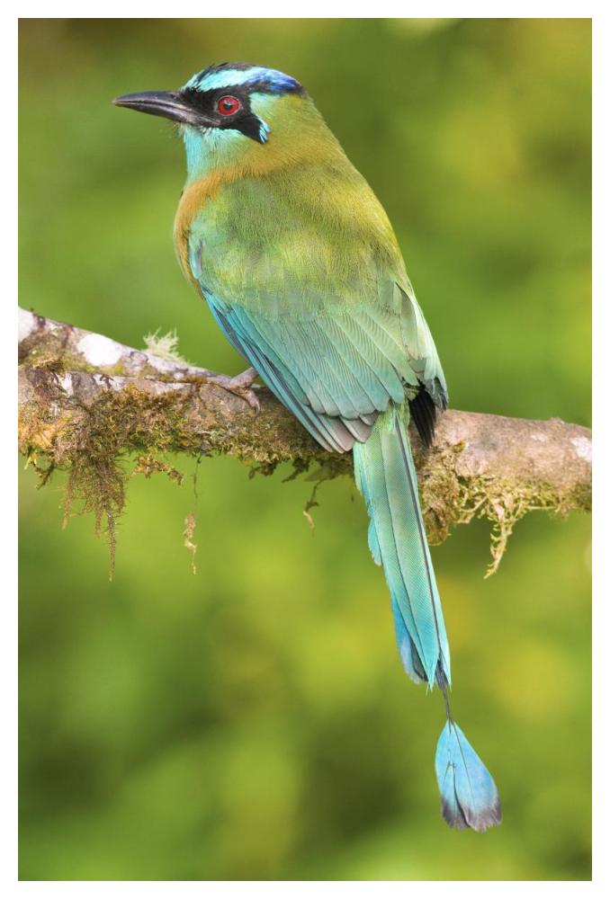 Blue-crowned Motmot, Costa Rica-Paper Art-34"x50"