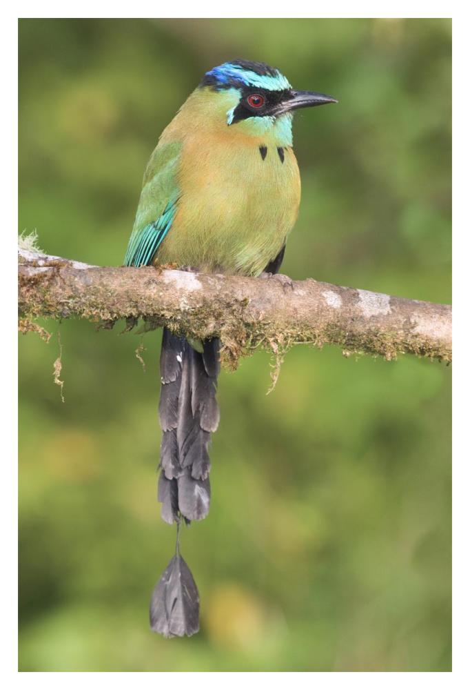Blue-crowned Motmot, Costa Rica-Paper Art-14"x20"