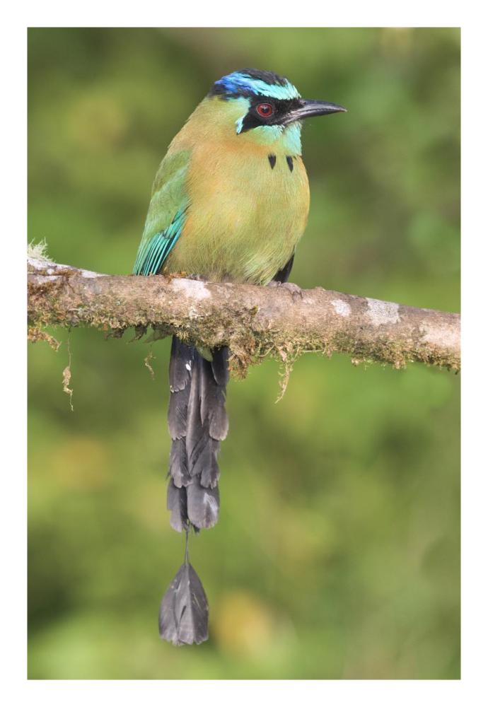 Blue-crowned Motmot, Costa Rica-Paper Art-18"x26"
