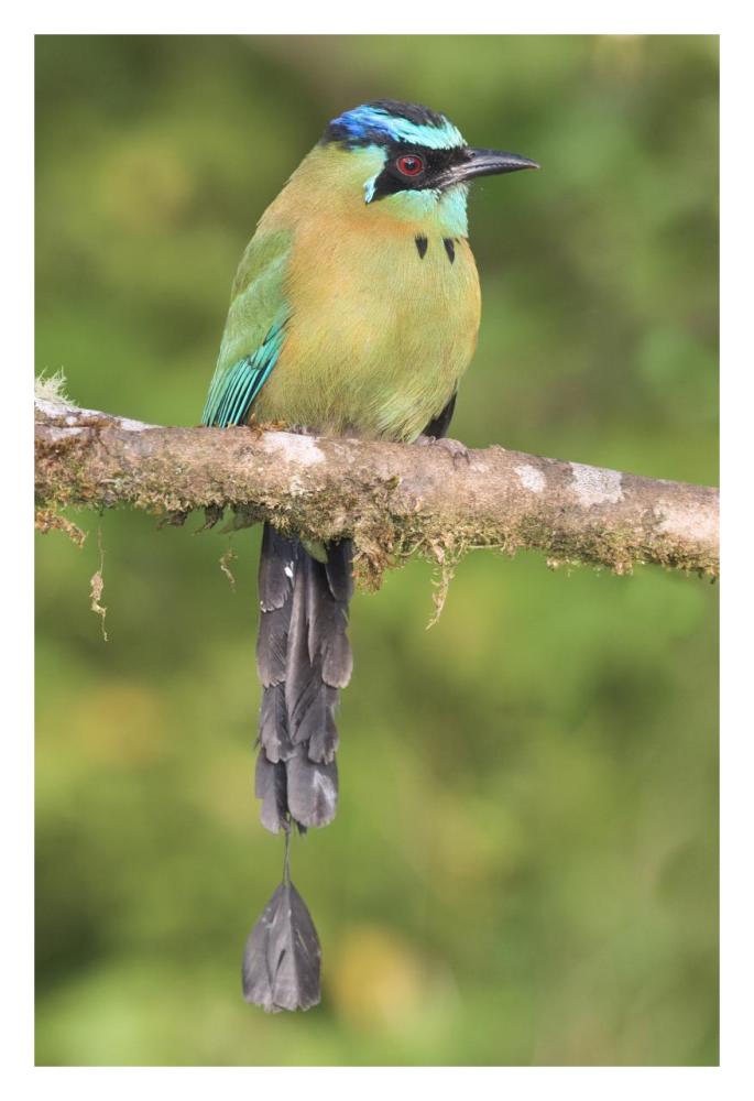 Blue-crowned Motmot, Costa Rica-Paper Art-22"x32"