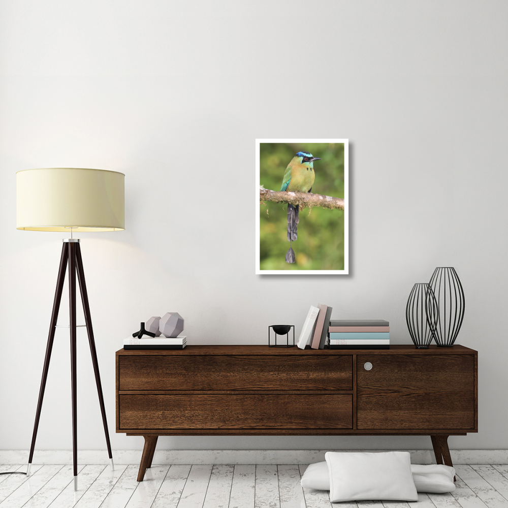 Blue-crowned Motmot, Costa Rica-Paper Art-22&quotx32"
