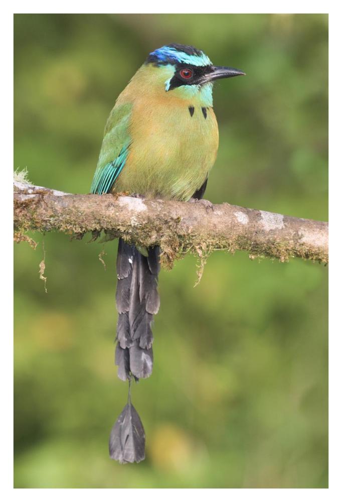 Blue-crowned Motmot, Costa Rica-Paper Art-26"x38"