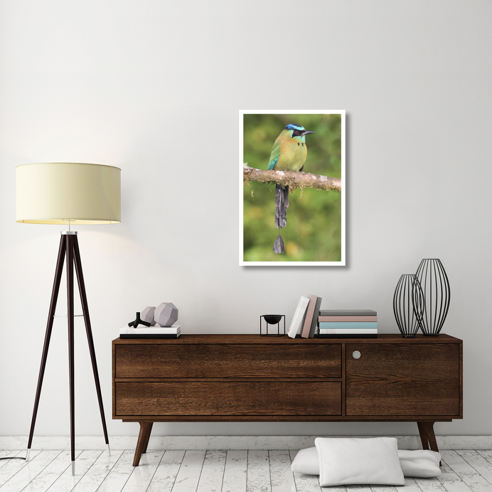 Blue-crowned Motmot, Costa Rica-Paper Art-26&quotx38"