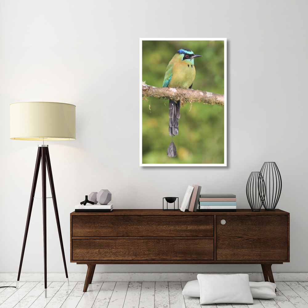 Blue-crowned Motmot, Costa Rica-Paper Art-34&quotx50"