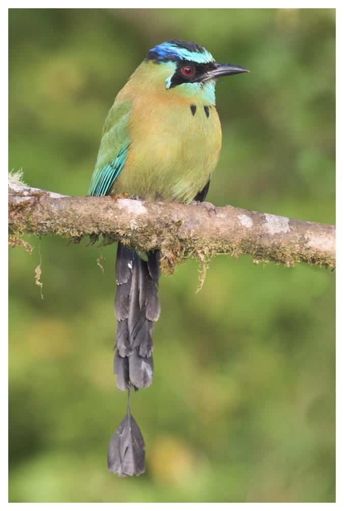 Blue-crowned Motmot, Costa Rica-Paper Art-42"x62"