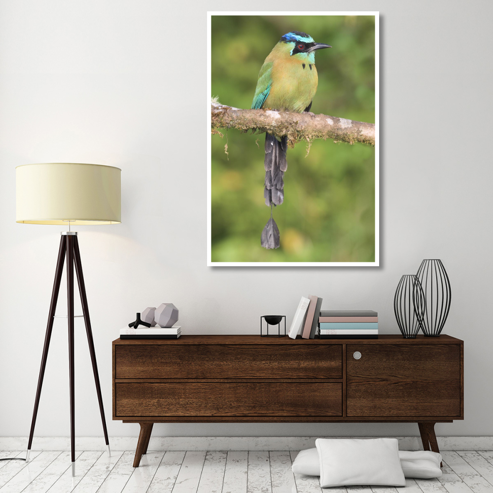 Blue-crowned Motmot, Costa Rica-Paper Art-42&quotx62"