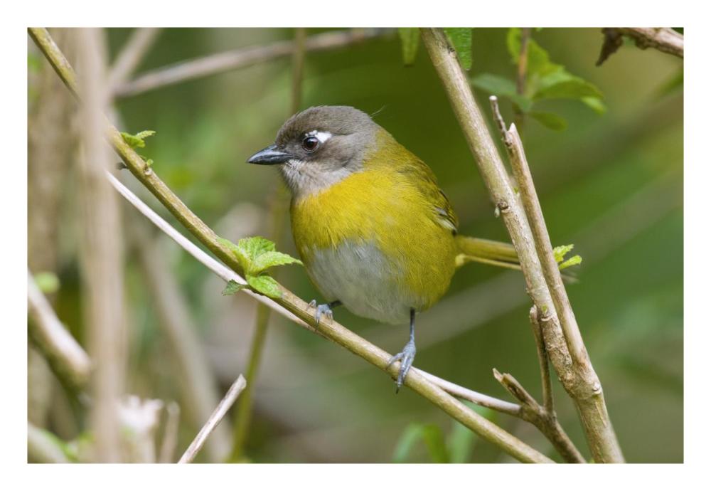 Common Bush-Tanager, Costa Rica-Paper Art-26"x18"
