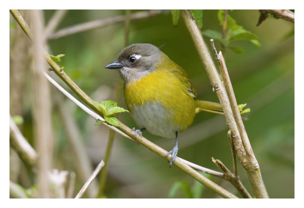 Common Bush-Tanager, Costa Rica-Paper Art-32"x22"
