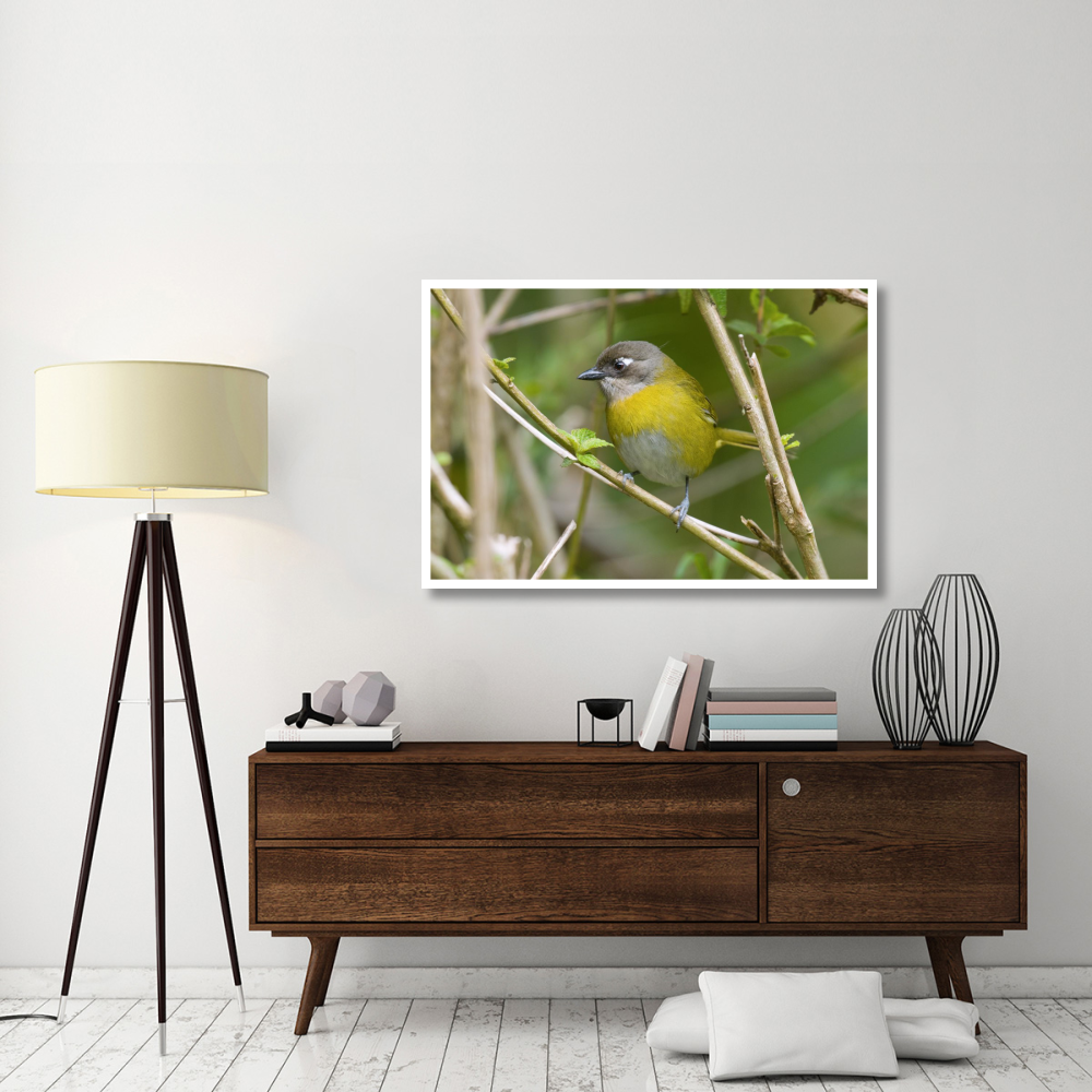 Common Bush-Tanager, Costa Rica-Paper Art-50&quotx34"