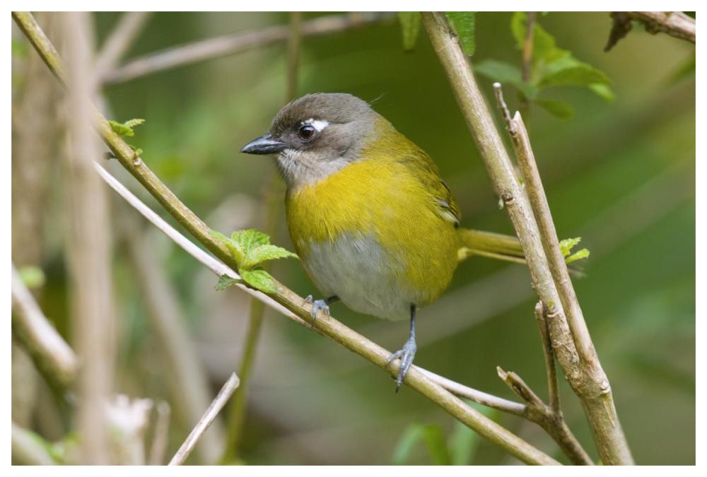 Common Bush-Tanager, Costa Rica-Paper Art-62"x42"