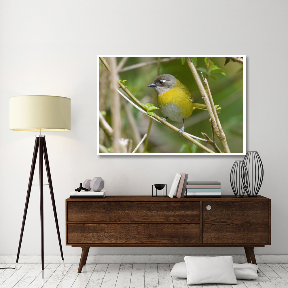 Common Bush-Tanager, Costa Rica-Paper Art-62&quotx42"