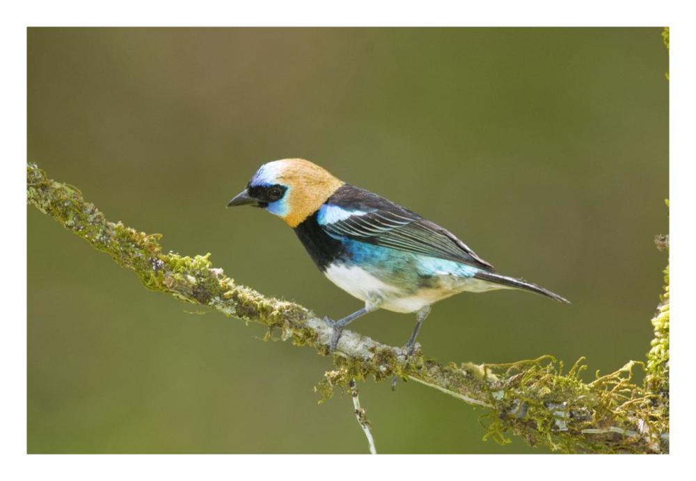 Golden-hooded Tanager, Costa Rica-Paper Art-26"x18"