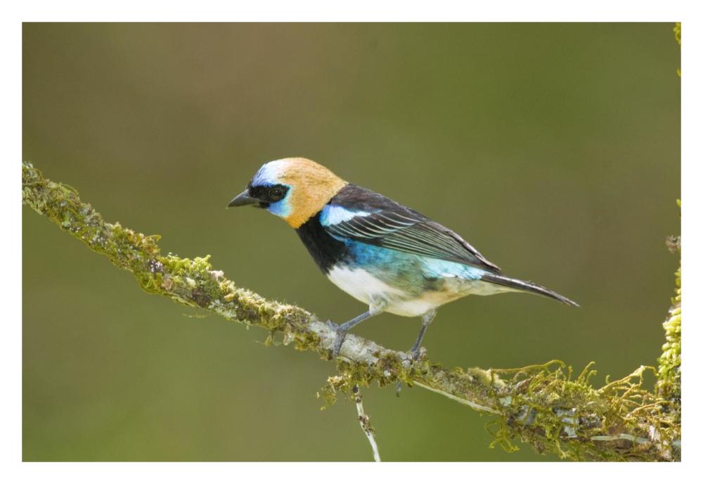 Golden-hooded Tanager, Costa Rica-Paper Art-32"x22"