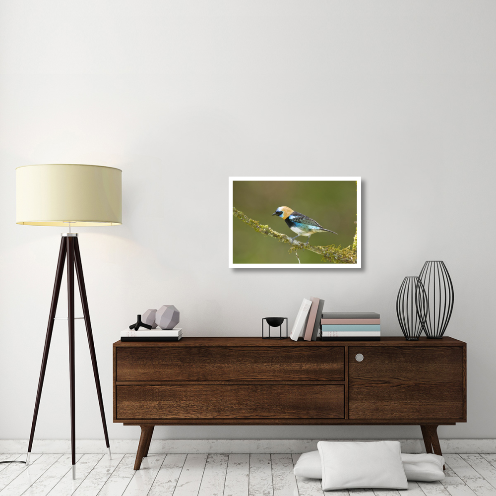 Golden-hooded Tanager, Costa Rica-Paper Art-32&quotx22"