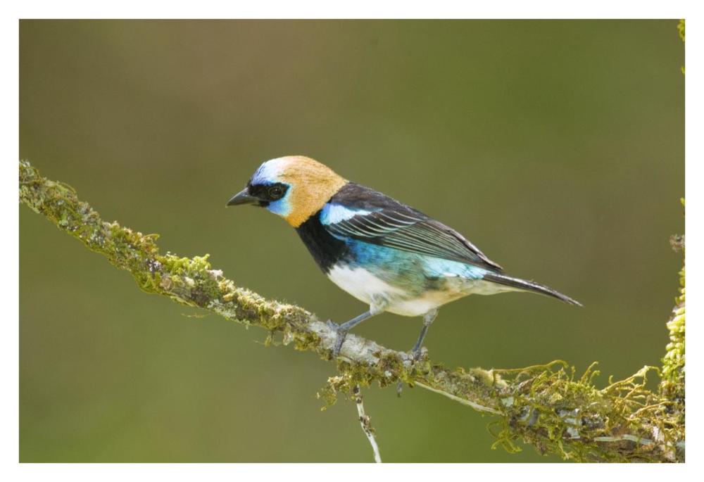 Golden-hooded Tanager, Costa Rica-Paper Art-38"x26"